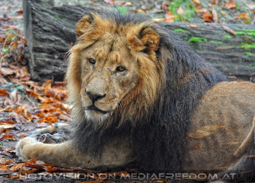 Afrikanische L�wen 3