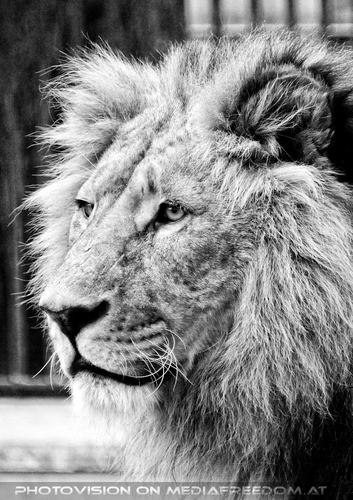 Afrikanische L�wen 6