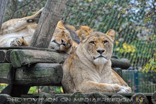 Afrikanische L�wen 9