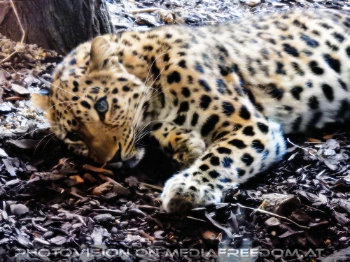 Amurleopard