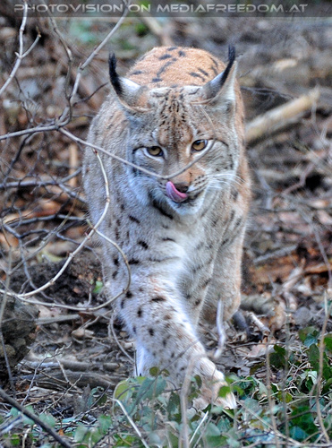 Luchs 01