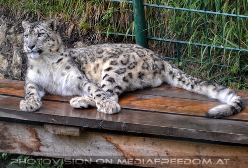 Begr��ung der Schneeleoparden-Zwillinge 30