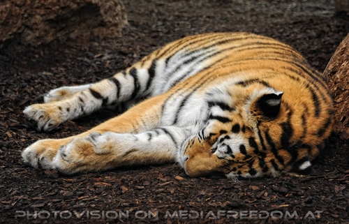 Beim sibirischen Tiger 1