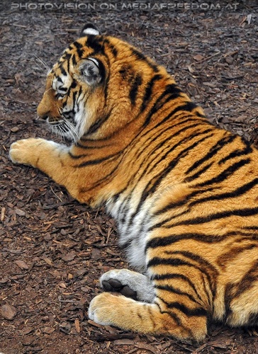 Beim sibirischen Tiger 3