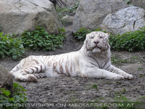 White Tiger