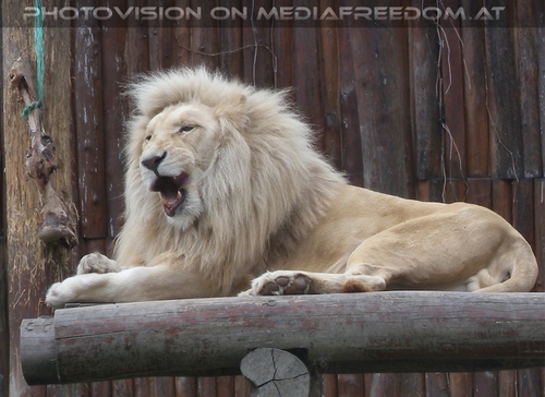 The lion speaks tonight