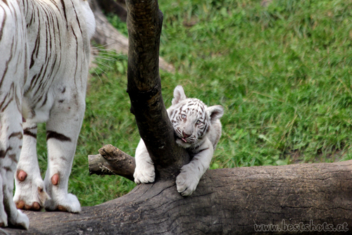Burani und einer der F�nflinge