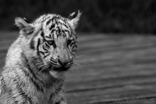 B/W Portrait weisser Tiger