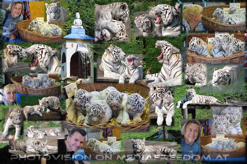 Das Reich der wei�en Tiger: Charly Swoboda, Gabriele P., Markus P.