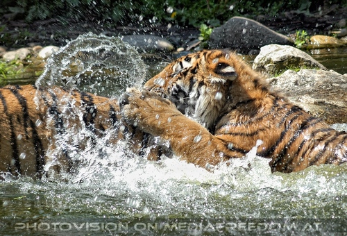 Sibirische Tiger im Wasser 02