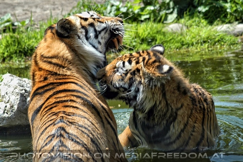 Sibirische Tiger im Wasser 03