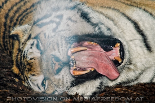 Sibirische Tiger am Abend 06