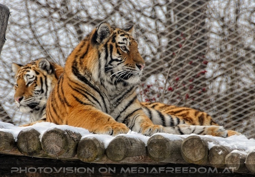 Sibirische Tiger im Schnee 01