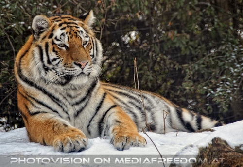 Sibirische Tiger im Schnee 06