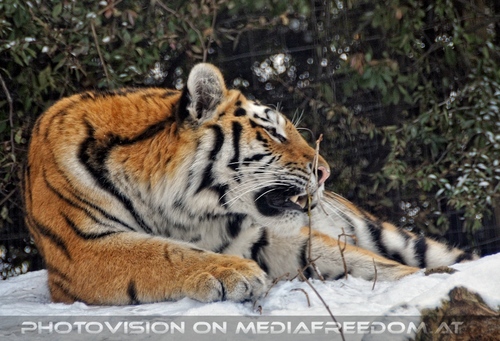 Sibirische Tiger im Schnee 07