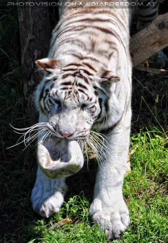 Im Reich der wei�en Tiger 01