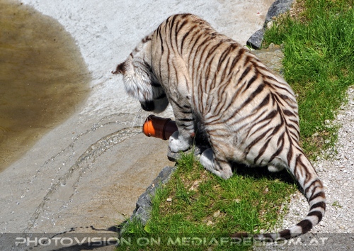 Im Reich der wei�en Tiger 05