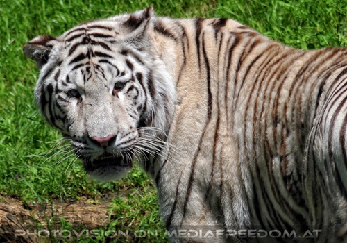 Im Reich der wei�en Tiger 07