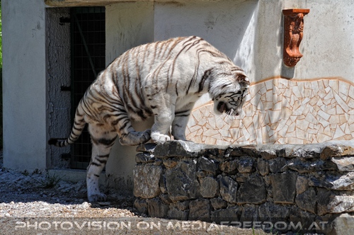 Im Reich der wei�en Tiger 08