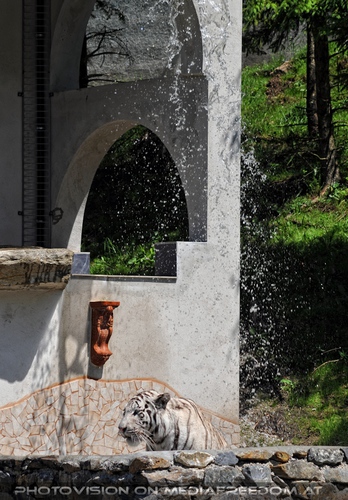 Im Reich der wei�en Tiger 09