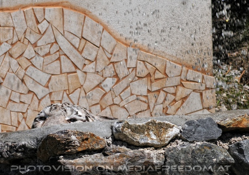 Im Reich der wei�en Tiger 10