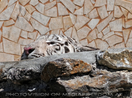 Im Reich der wei�en Tiger 11