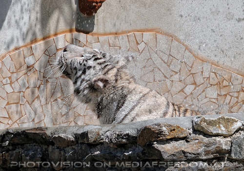 Im Reich der wei�en Tiger 13