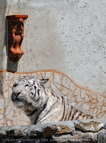 Im Reich der wei�en Tiger 14