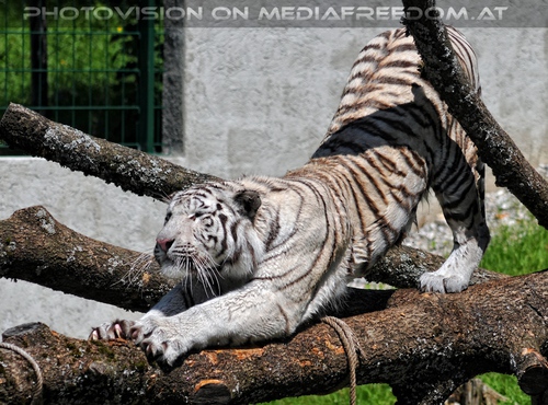 Im Reich der wei�en Tiger 19