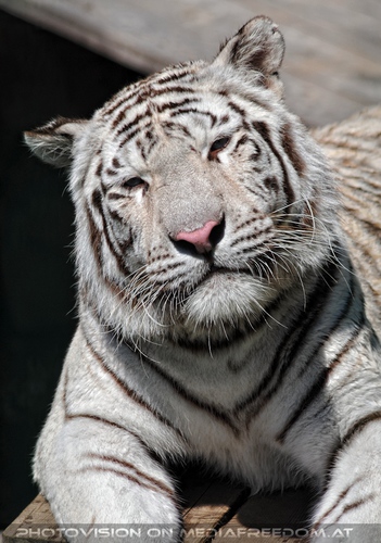 Im Reich der wei�en Tiger 25