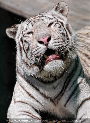 Im Reich der wei�en Tiger 27