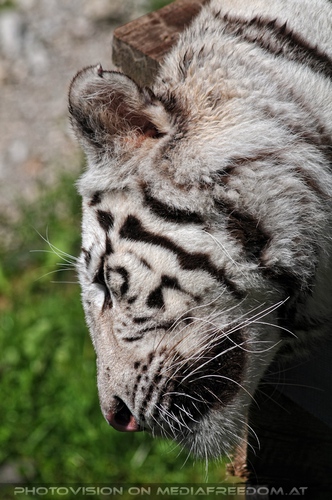 Im Reich der wei�en Tiger 29