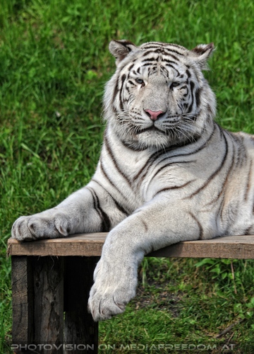 Im Reich der wei�en Tiger 36