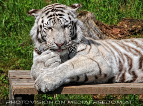 Im Reich der wei�en Tiger 44