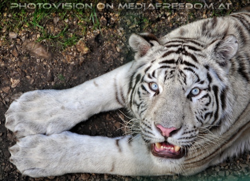 Im Reich der wei�en Tiger 45