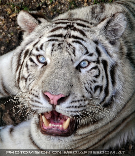 Im Reich der wei�en Tiger 46