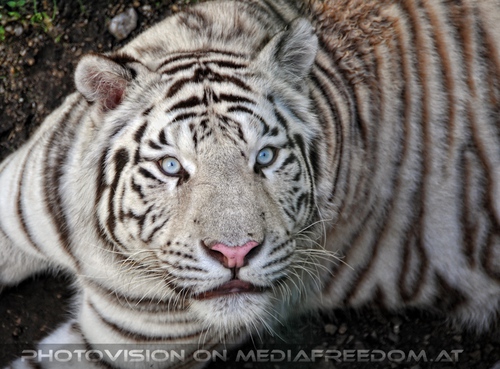 Im Reich der wei�en Tiger 47