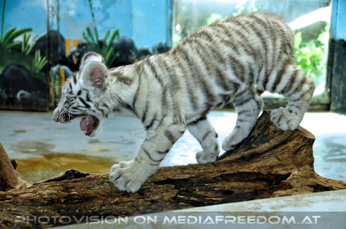 Wei�es Tigerbaby Shini-Aya 06