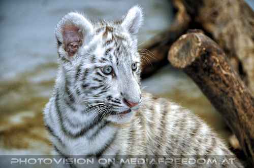 Wei�es Tigerbaby Shini-Aya 07