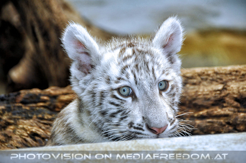 Wei�es Tigerbaby Shini-Aya 13