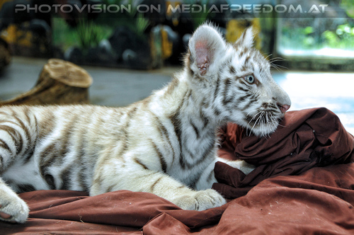 Wei�es Tigerbaby Shini-Aya 18