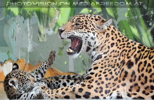 Jaguar Mama und eins ihrer Babys