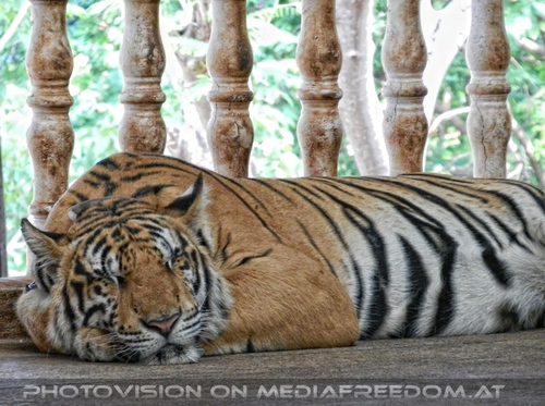 The B-Day of the Tigerman Pix 034