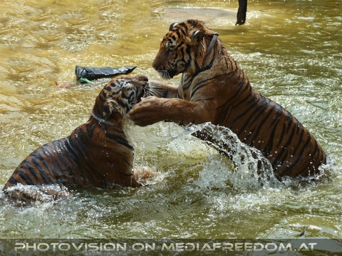 The B-Day of the Tigerman Pix 083