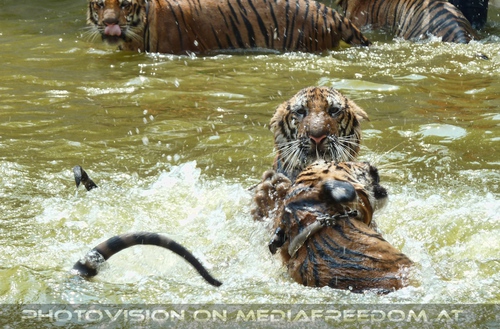 The B-Day of the Tigerman Pix 087