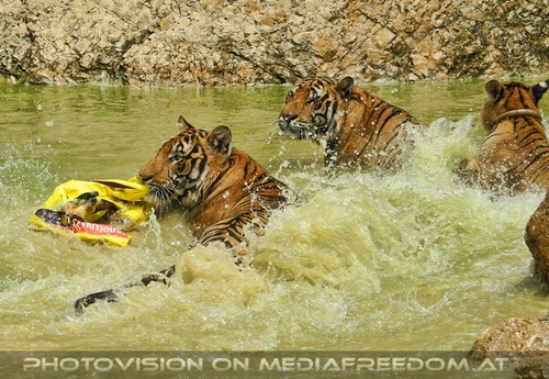 The B-Day of the Tigerman Pix 119