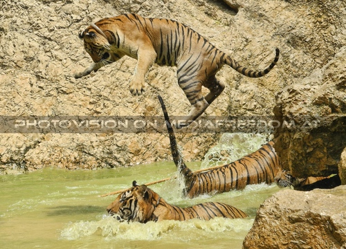 The B-Day of the Tigerman Pix 120