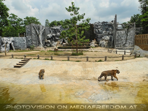 The B-Day of the Tigerman Pix 124