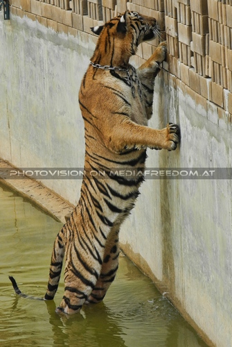 The B-Day of the Tigerman Pix 128