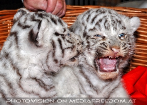 Reich an wei�en Tigern 03